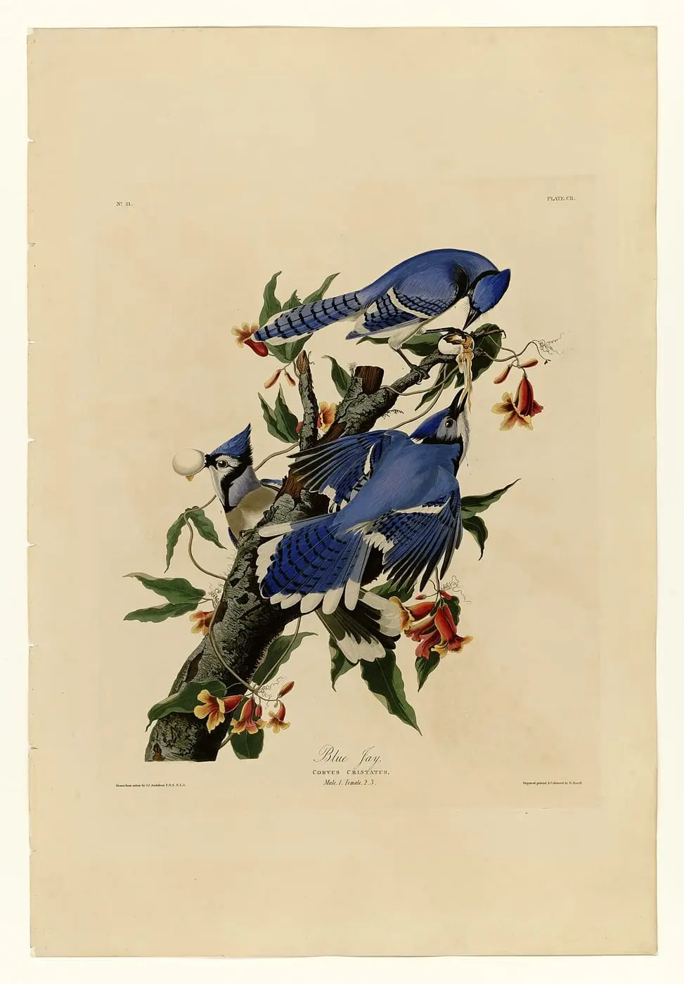 Blue Jay (Cyanocitta cristata) by John James Audubon, canvas print