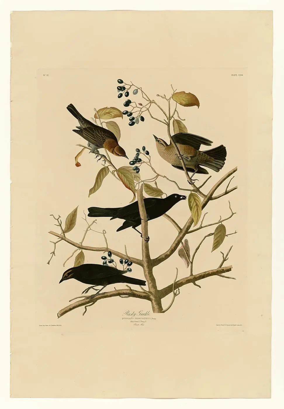 Rusty Grakle (Euphagus carolinus) by John James Audubon, canvas print