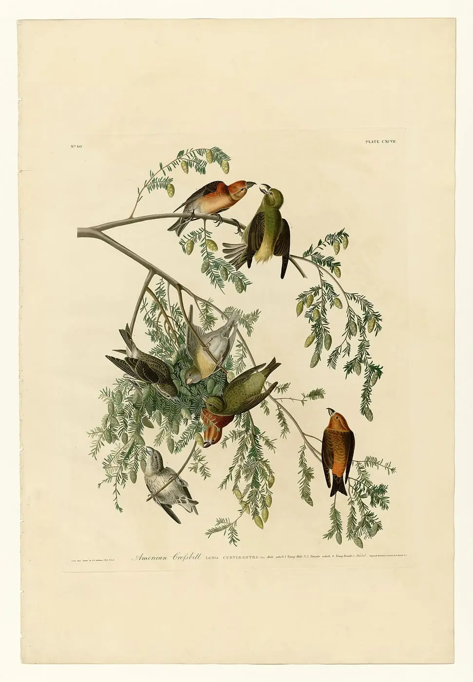 American Crossbill (Loxia curvirostra) by John James Audubon, canvas print