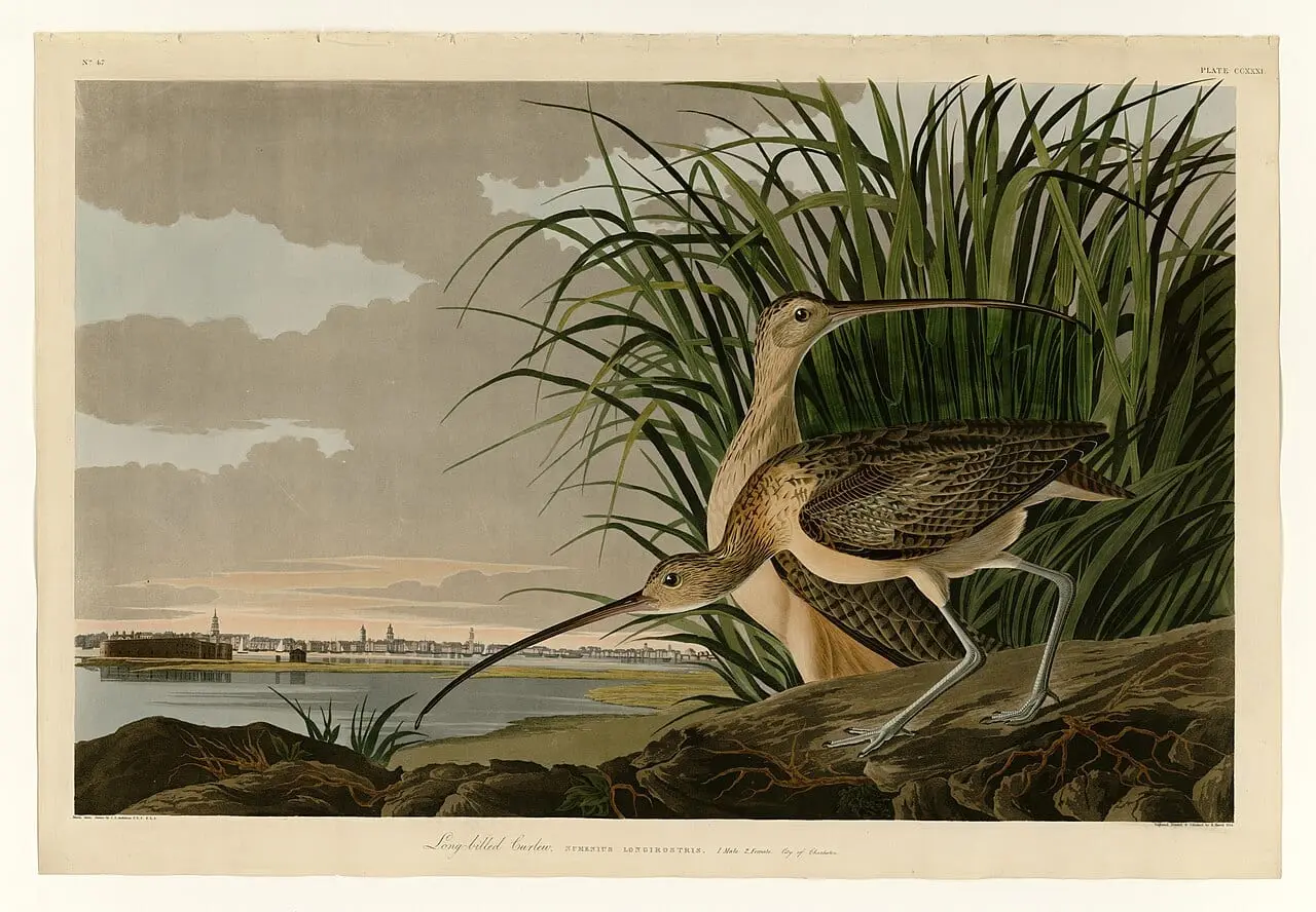 Long-billed Curlew (Numenius americanus) by John James Audubon, canvas print