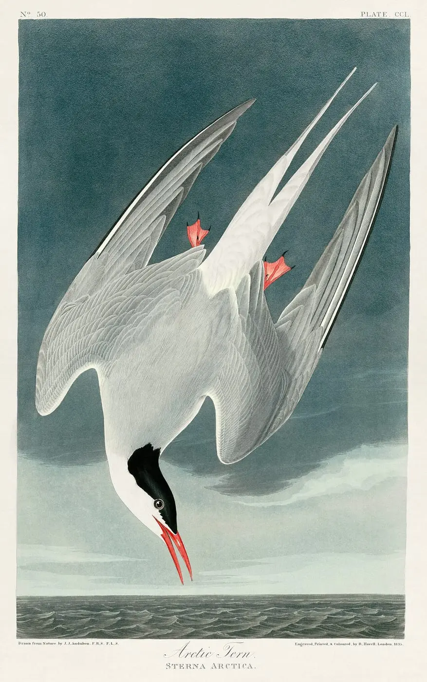 Arctic Tern (Sterna paradisaea) by John James Audubon, canvas print