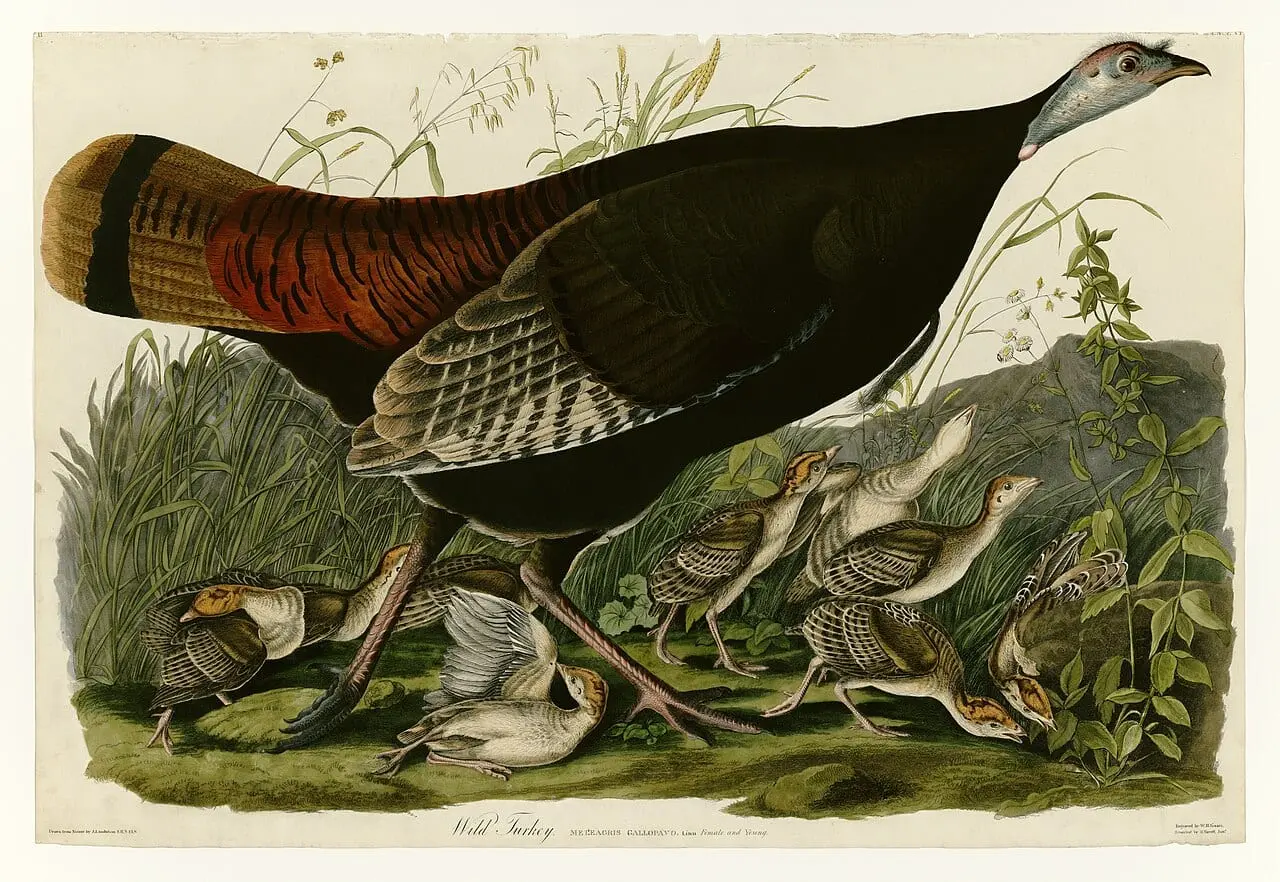 Wild Turkey (Meleagris gallopavo) by John James Audubon, canvas print
