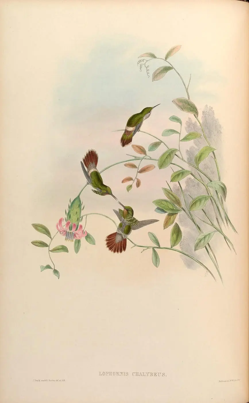 Lophornis chalybeus by John Gould, canvas print