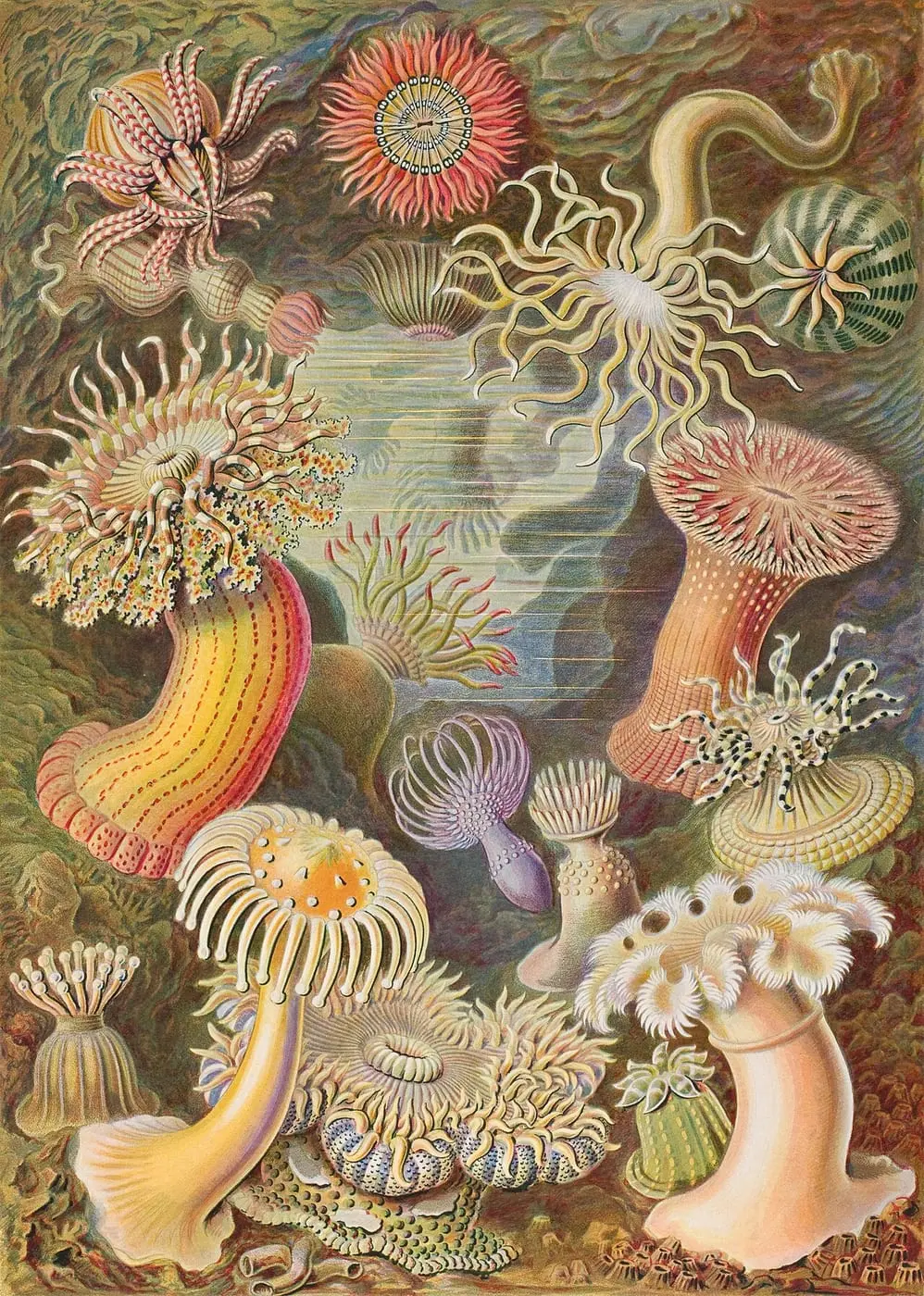 Actiniae by Ernst Haeckel, canvas print