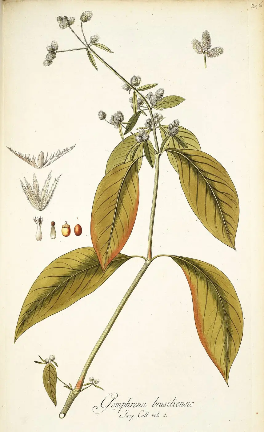 Alternanthera brasiliana as Gomphrena brasiliensis by Ferdinand Bauer, canvas print
