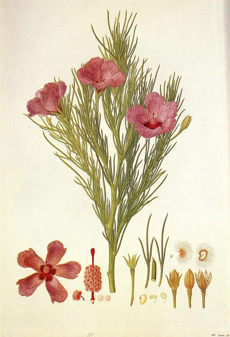 Alyogyne hakeifolia by Ferdinand Bauer, canvas print