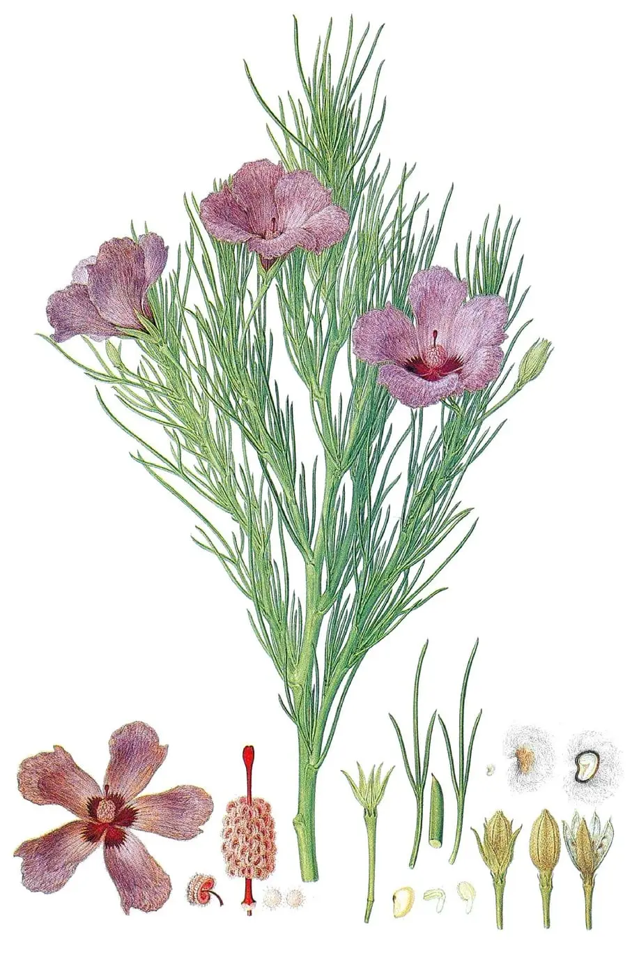 Alyogyne hakeifolia), colorized by Ferdinand Bauer, canvas print