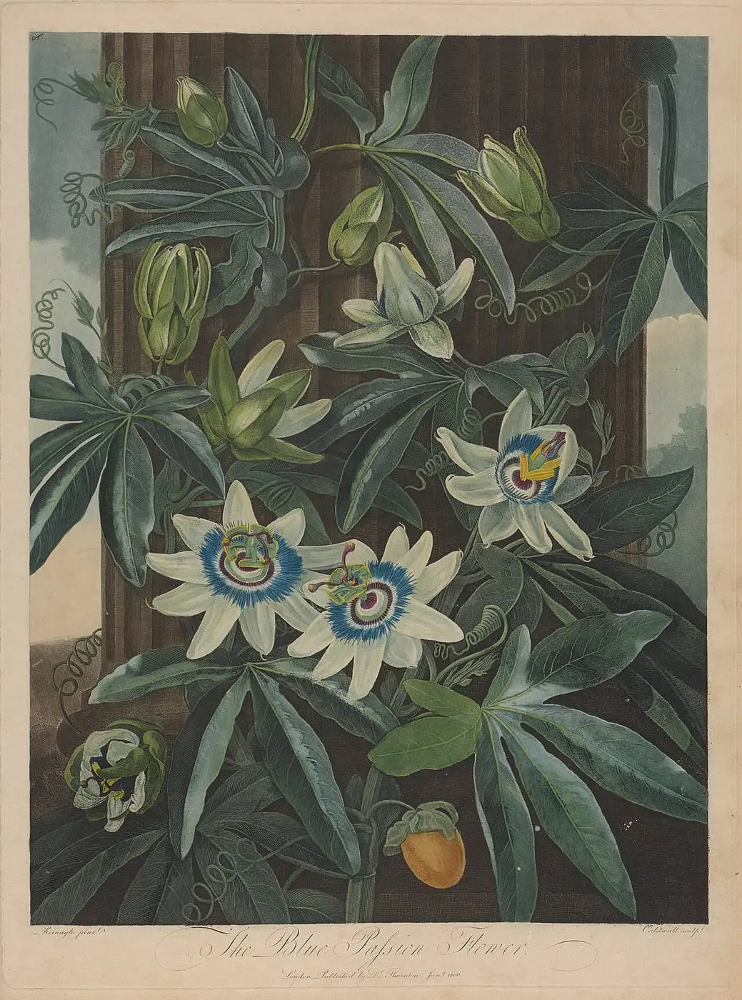 Amgueddfa Cymru, The Blue Passion Flower by Philip Reinagle, canvas print