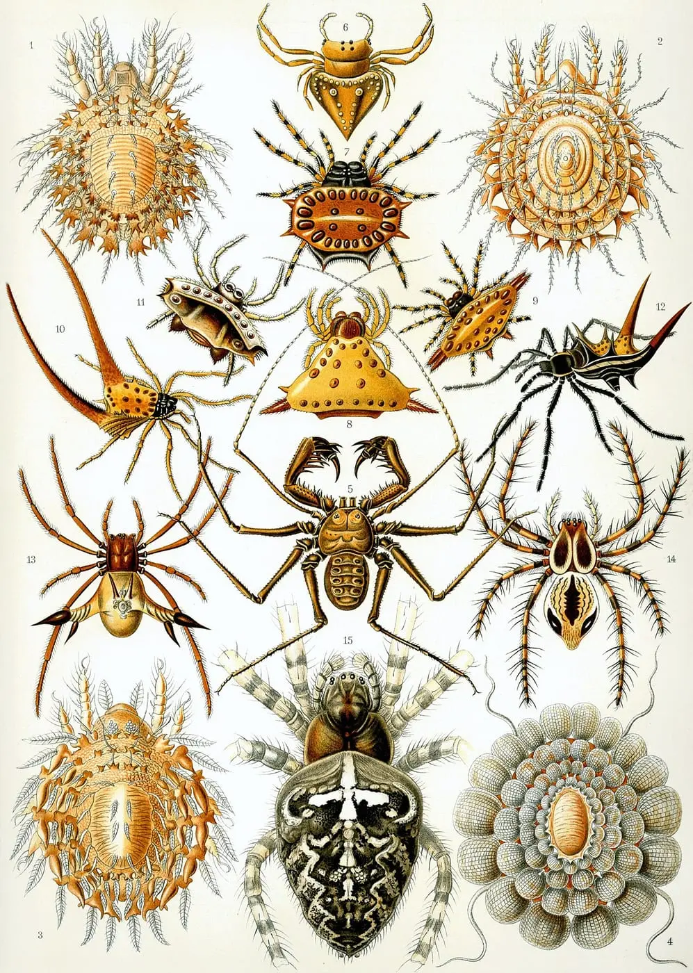 Arachnida by Ernst Haeckel, canvas print