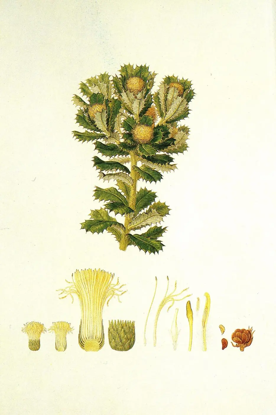 Banksia sessilis by Ferdinand Bauer, canvas print