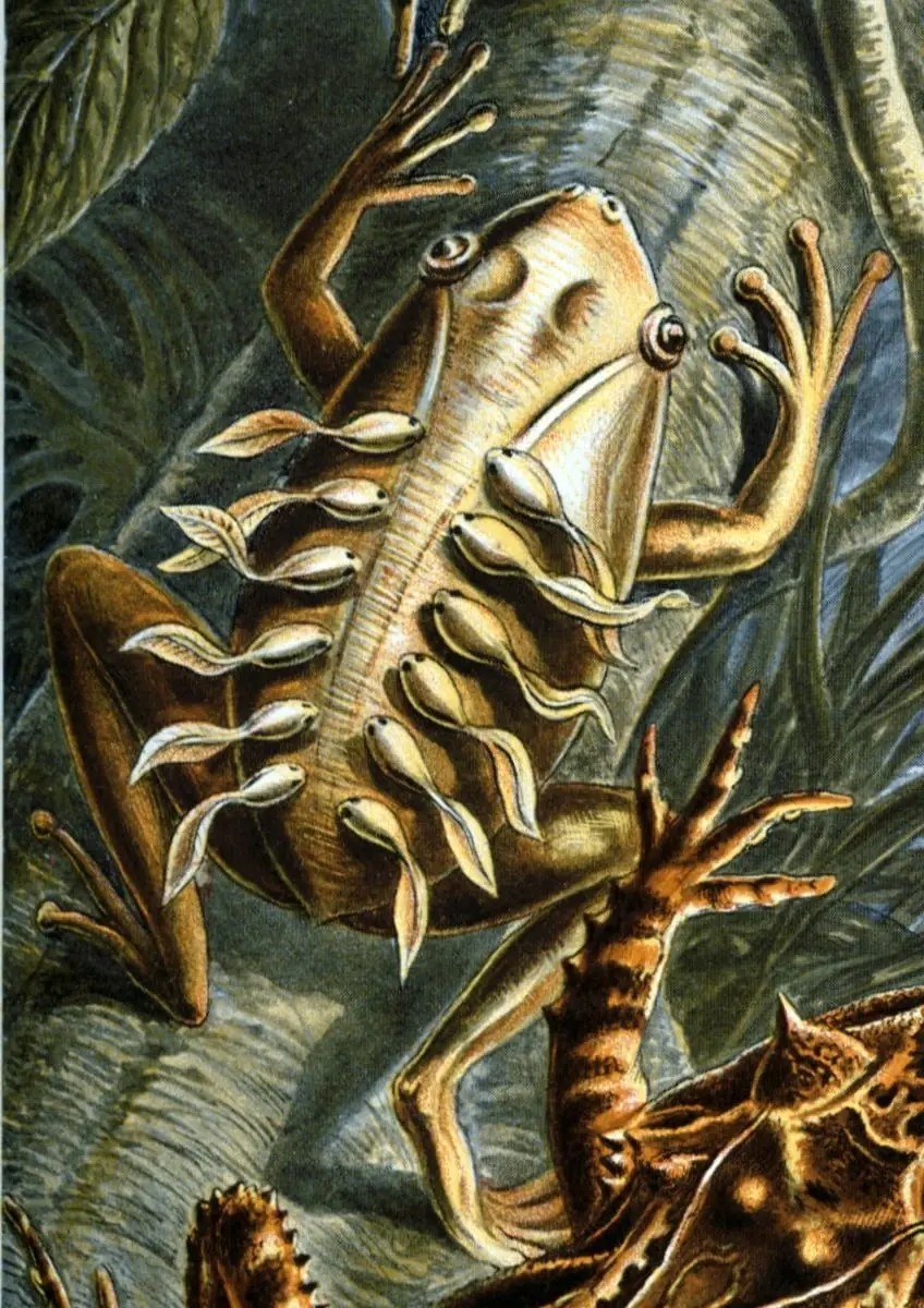 Batrachia L lineatus by Ernst Haeckel, canvas print