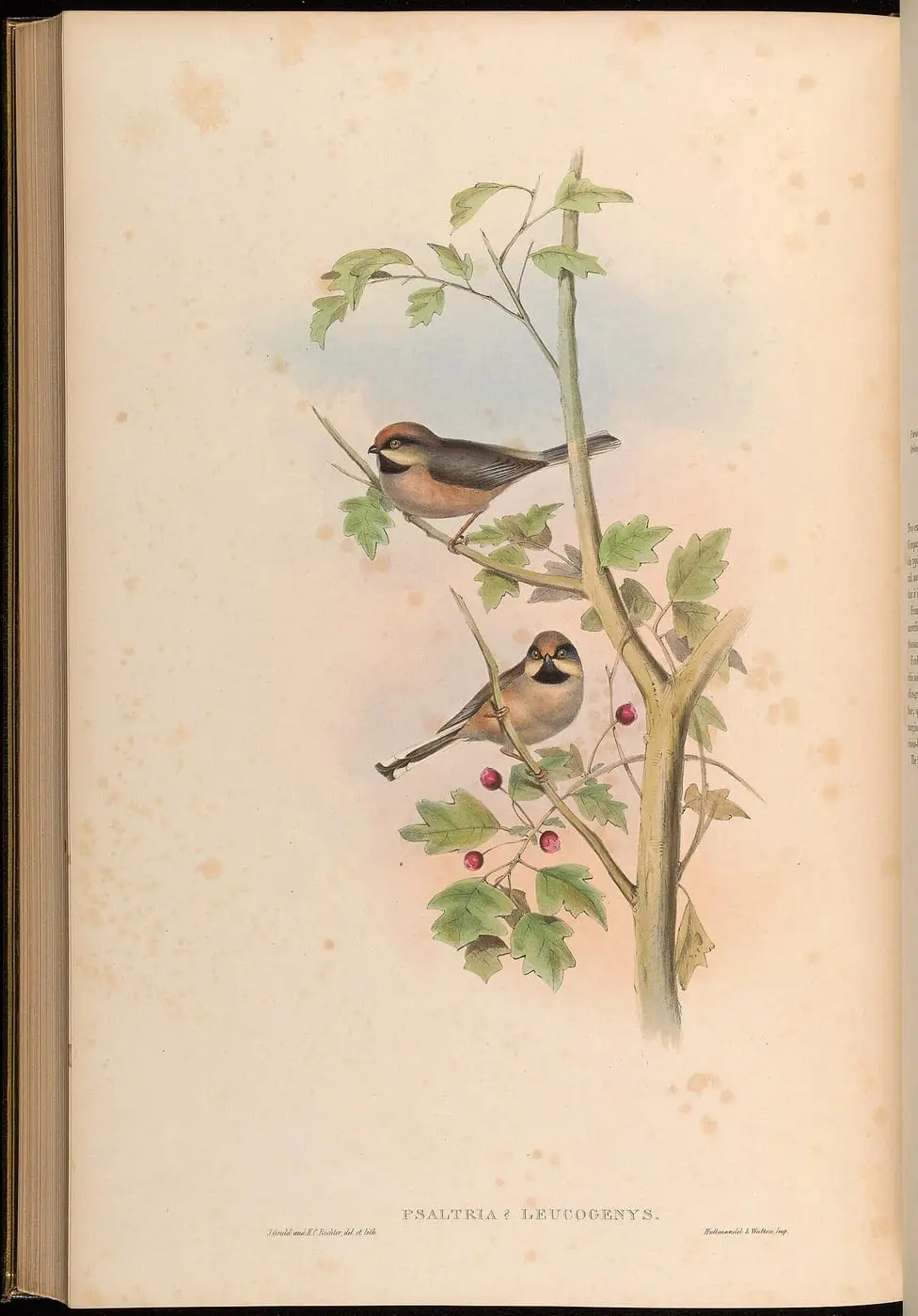The Birds of Asia (Plate 66) by John Gould, canvas print