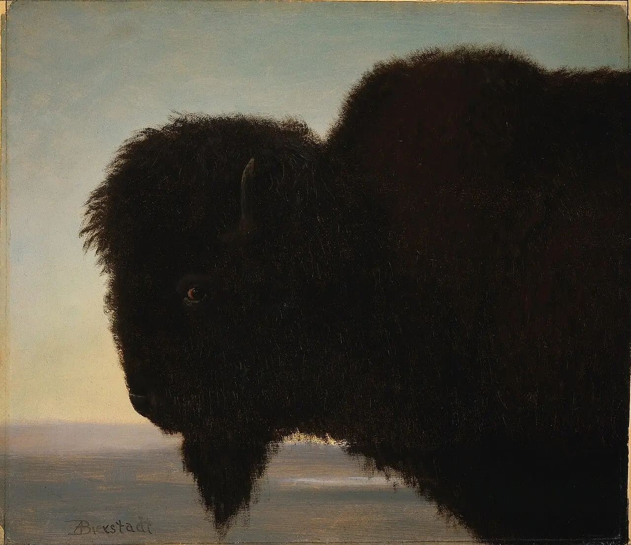 Buffalo Head by Albert Bierstadt, canvas print