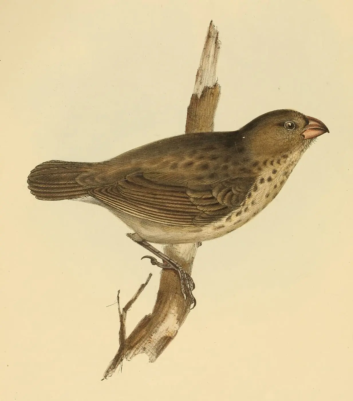 Camarhynchus crassirostris1 by John Gould, canvas print