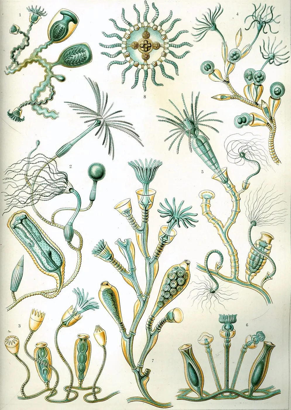Campanariae by Ernst Haeckel, canvas print