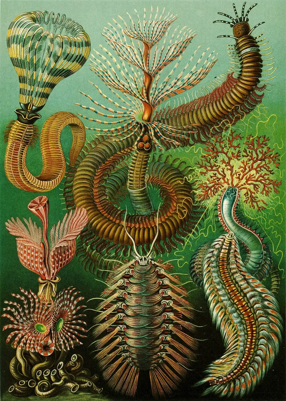 Chaetopoda-edit by Ernst Haeckel, canvas print