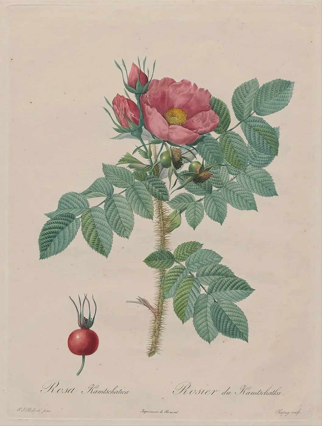 Chapuy, after Pierre- Joseph, Kamtschatka Rose (Rosa Kamtschatica)… by Pierre-Joseph Redouté, canvas print