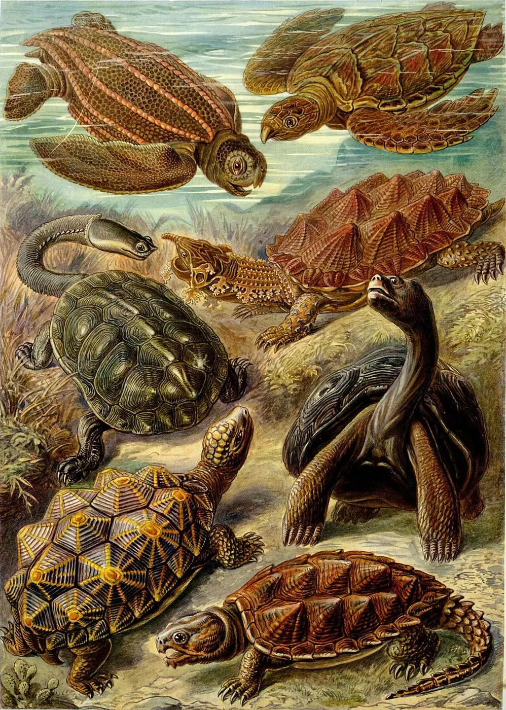 Chelonia by Ernst Haeckel, canvas print