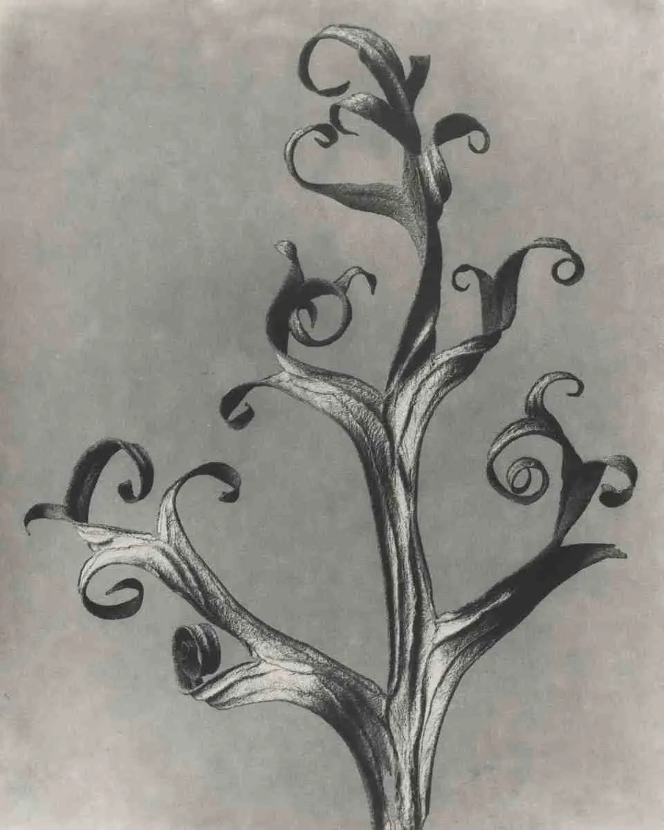 Delphinium by Karl Blossfeldt, canvas print