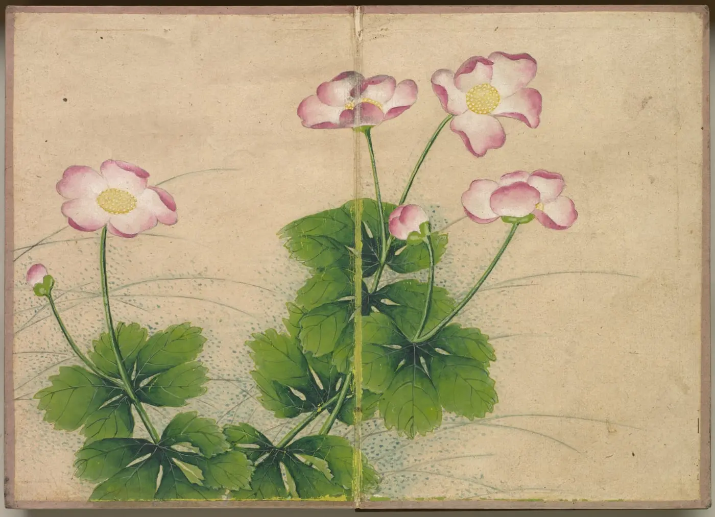 Desk Album: Flower and Bird Paintings (mallow flowers) by Zhang Ruoai, canvas print