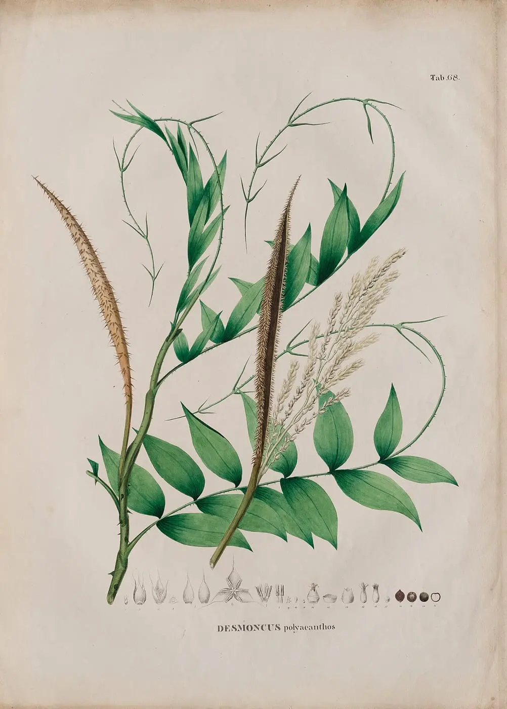 Desmoncus polyacanthos, da Coleção Brasiliana Iconográfica by Ferdinand Bauer, canvas print