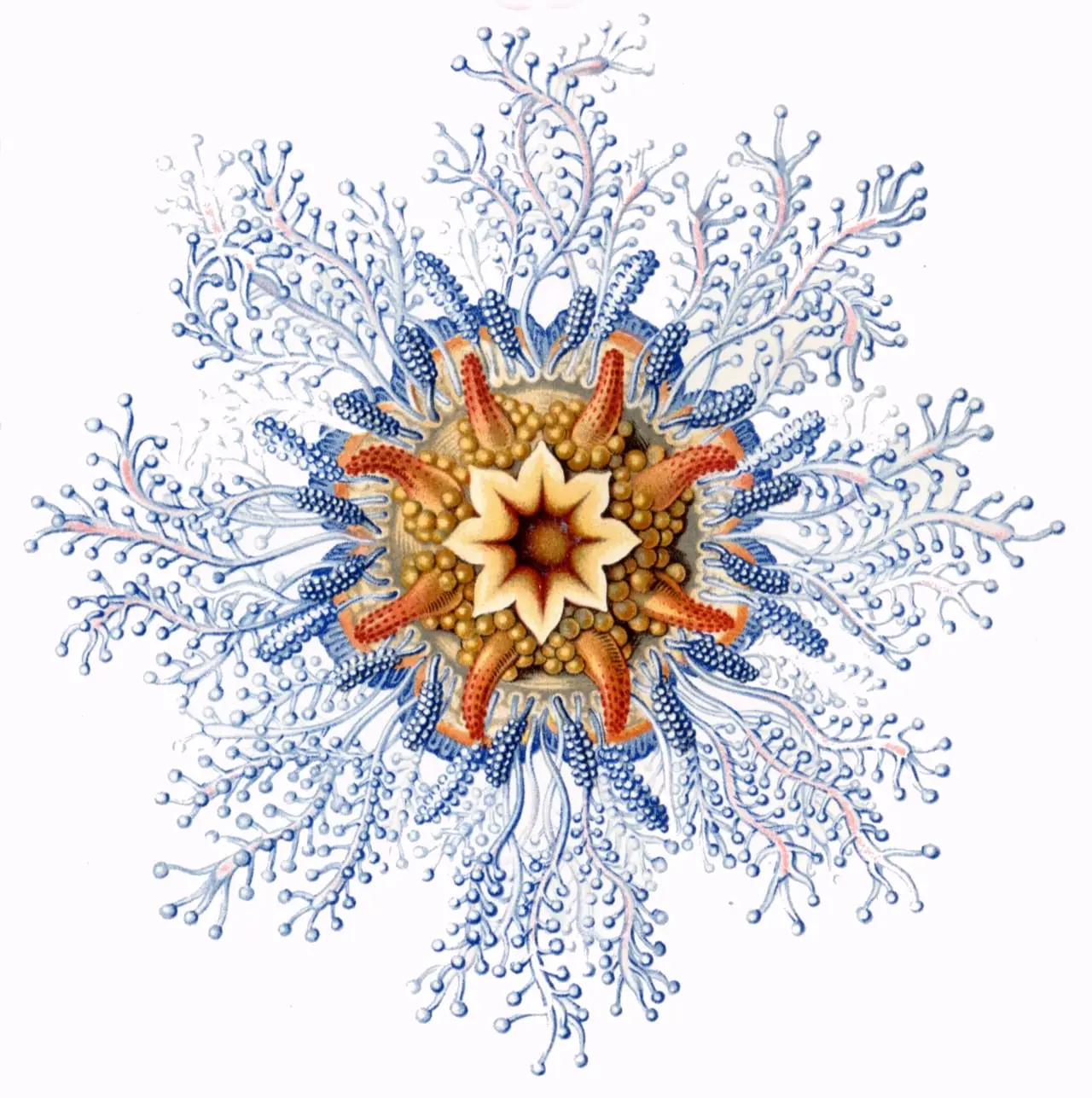 Disconalia gastroblasta2 by Ernst Haeckel, canvas print