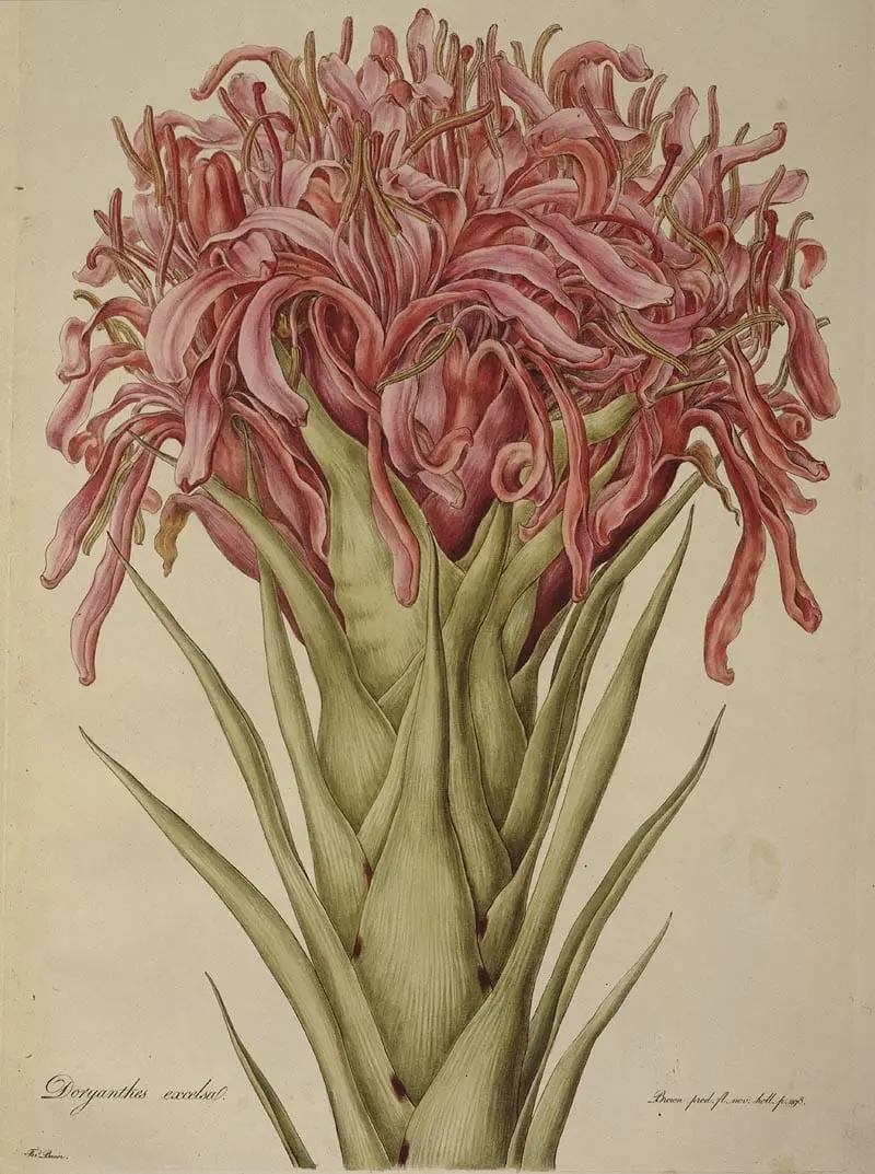Gymea Lily (Doryanthes excelsa) by Ferdinand Bauer, canvas print