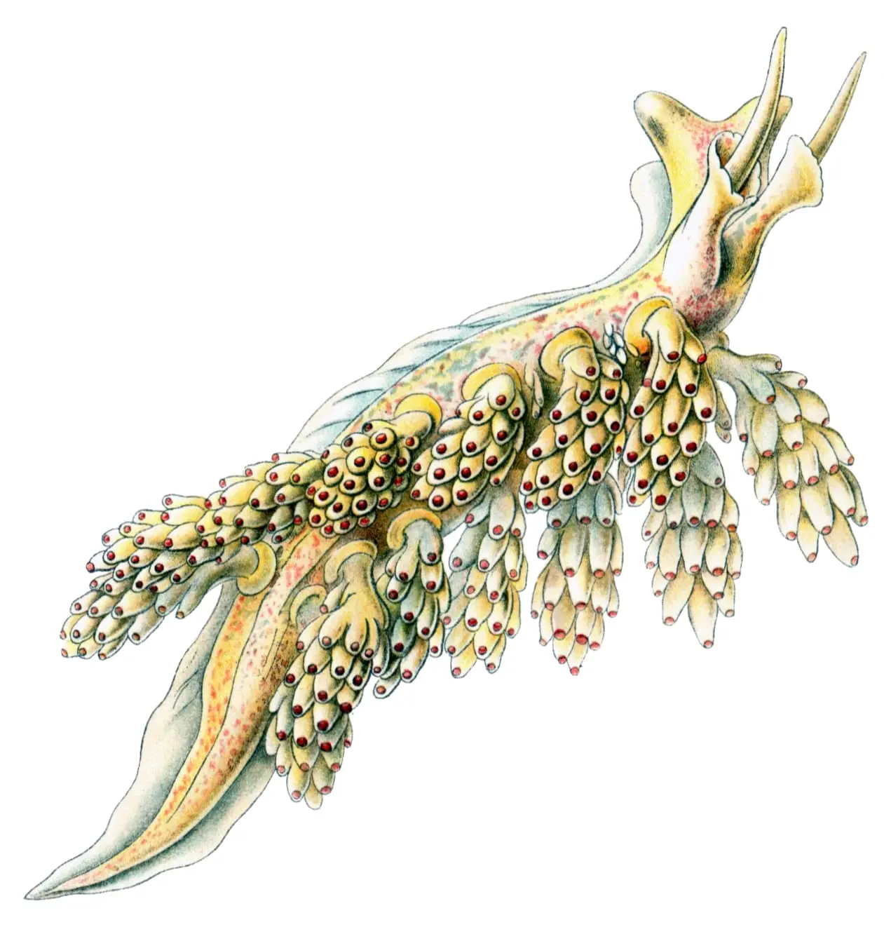 Doto coronata 2 by Ernst Haeckel, canvas print