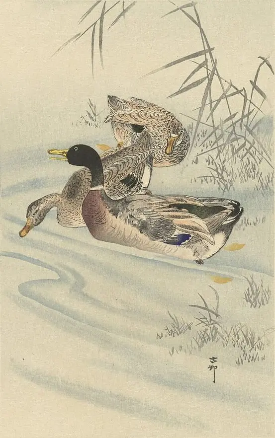Drie eenden in ondiep water met riet by Ohara Koson, canvas print