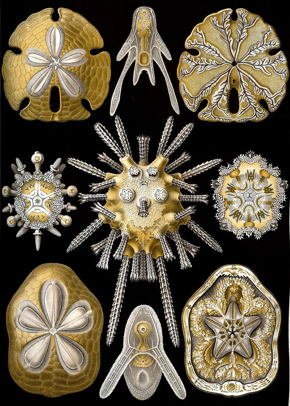 Echinidea by Ernst Haeckel, canvas print