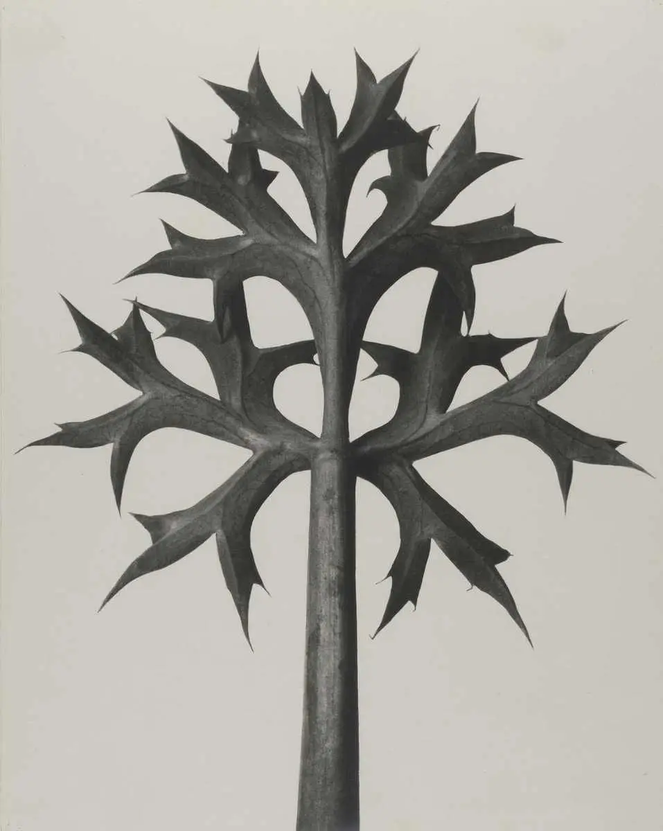 Eryngium bourgatii by Karl Blossfeldt, canvas print