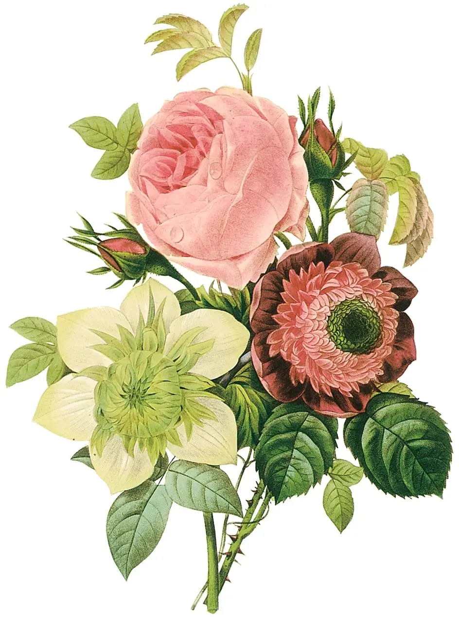 Flowers01 by Pierre-Joseph Redouté, canvas print