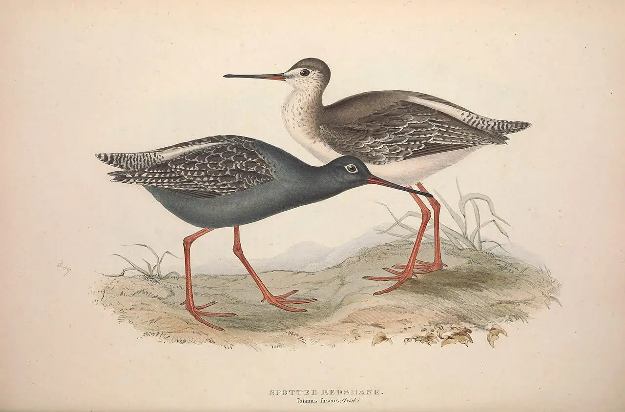 GouldBirdsEuropeIVSpotted Redshank by John Gould, canvas print