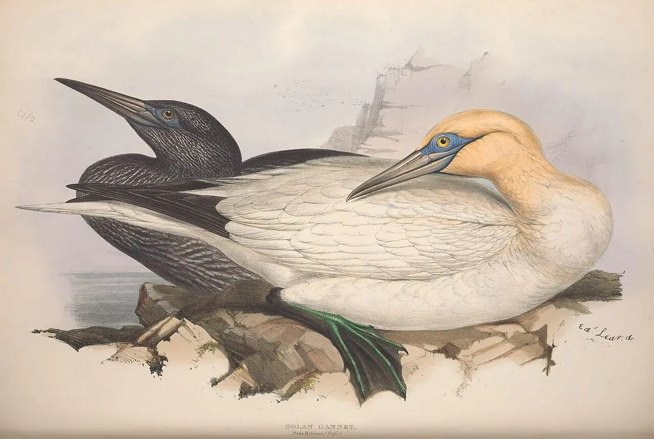 GouldBirdsEuropeVSolan Gannet by John Gould, canvas print