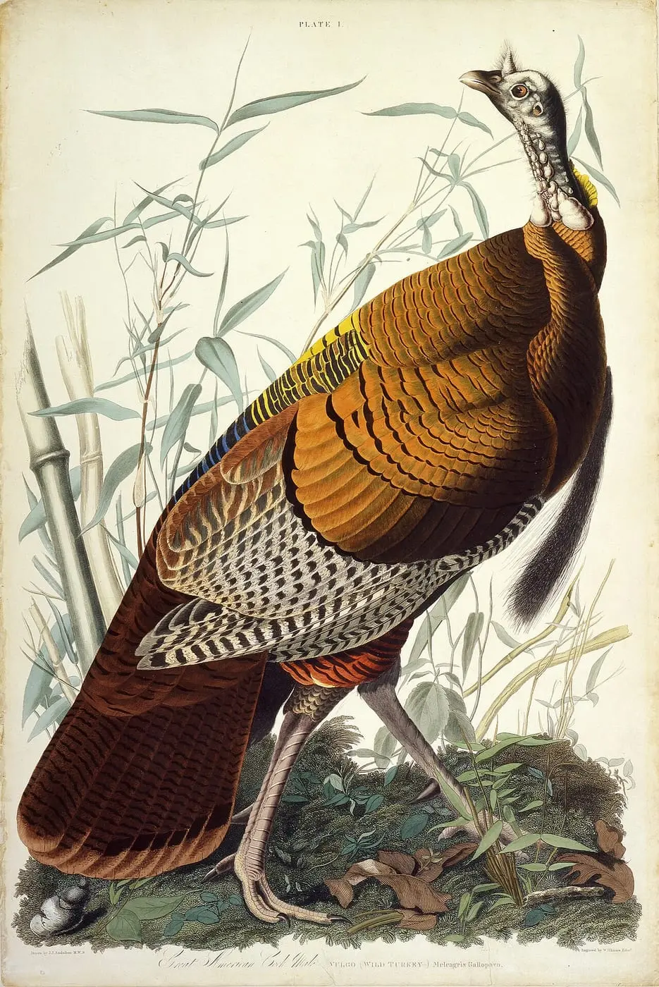 Great American Cock (Meleagris gallopavo) by John James Audubon, canvas print