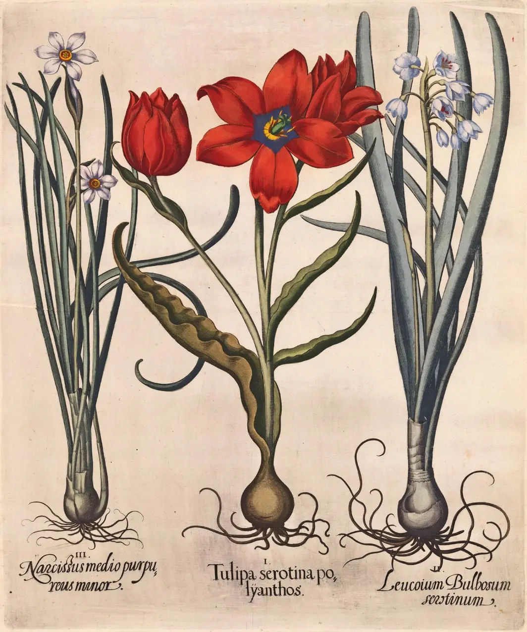 H.E. tulipa 3 by Basilius Besler, canvas print
