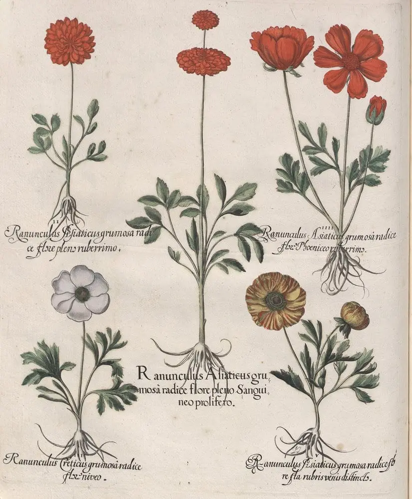 Hortus Eystettensis, Spring 1.15 by Basilius Besler, canvas print
