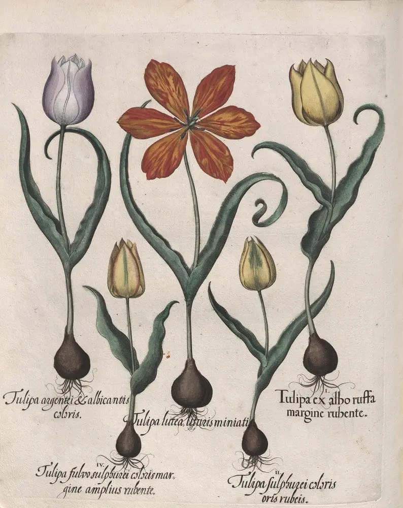 Hortus Eystettensis, Spring 4.7 by Basilius Besler, canvas print
