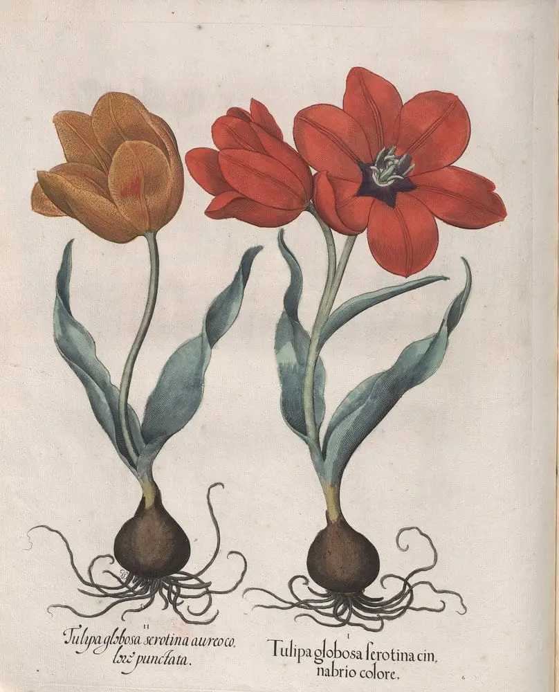 Hortus Eystettensis, Spring 4.11 by Basilius Besler, canvas print