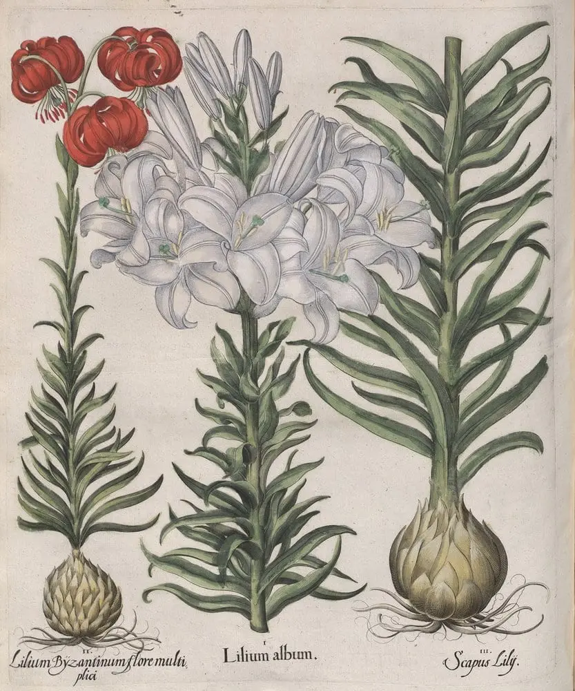 Hortus Eystettensis, Spring 5.9 by Basilius Besler, canvas print