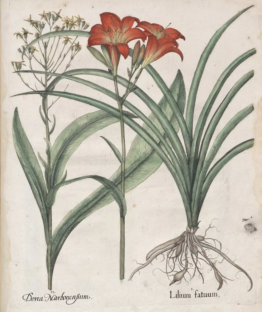 Hortus Eystettensis, Spring 9.8 by Basilius Besler, canvas print