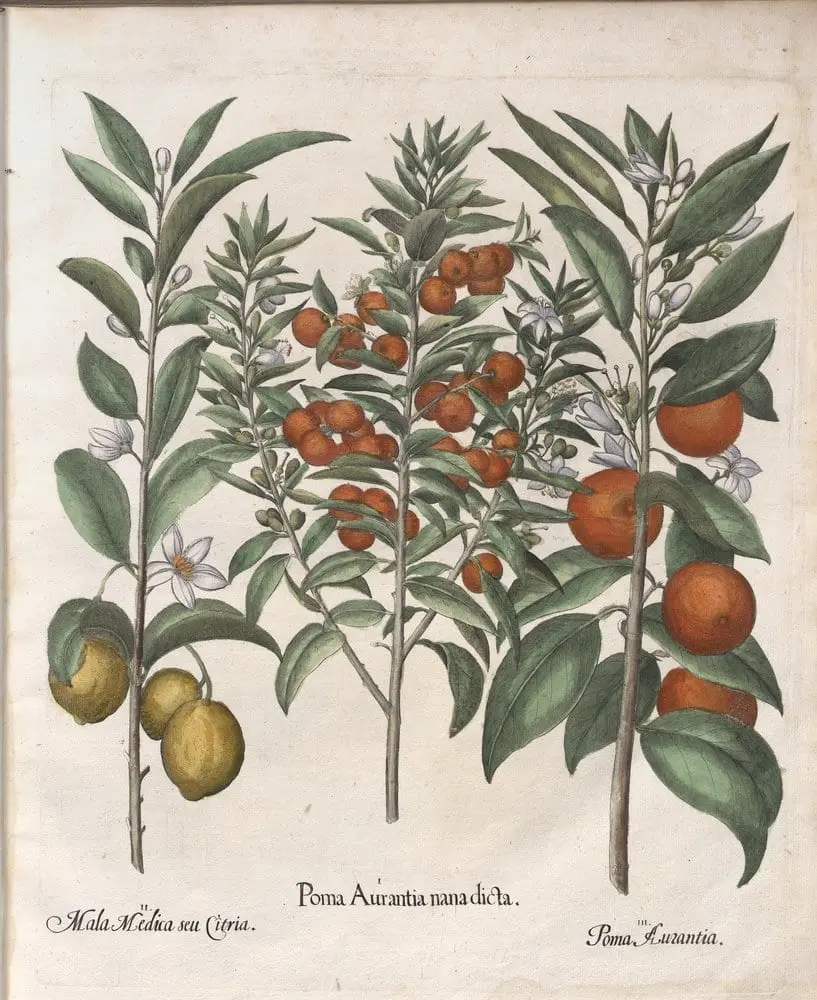 Hortus Eystettensis, Summer 0.6 by Basilius Besler, canvas print