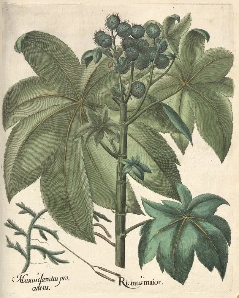 Hortus Eystettensis, Summer 8.12 by Basilius Besler, canvas print
