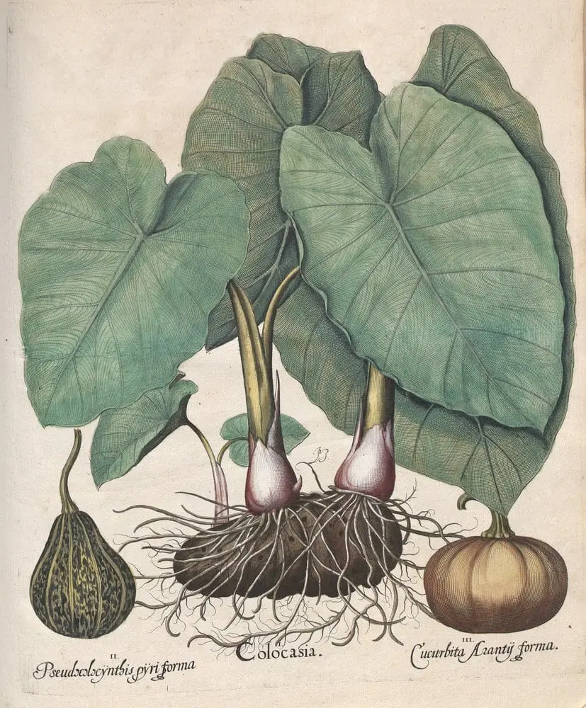 Hortus Eystettensis, Autumn 3.2 by Basilius Besler, canvas print