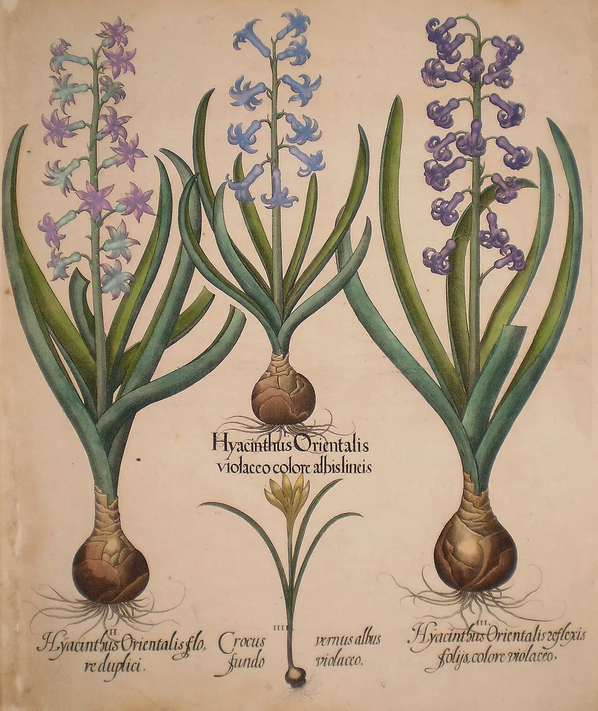 Hyacinthus orientalis floreduplici-Hyacinthus orientalis violaceo… by Basilius Besler, canvas print