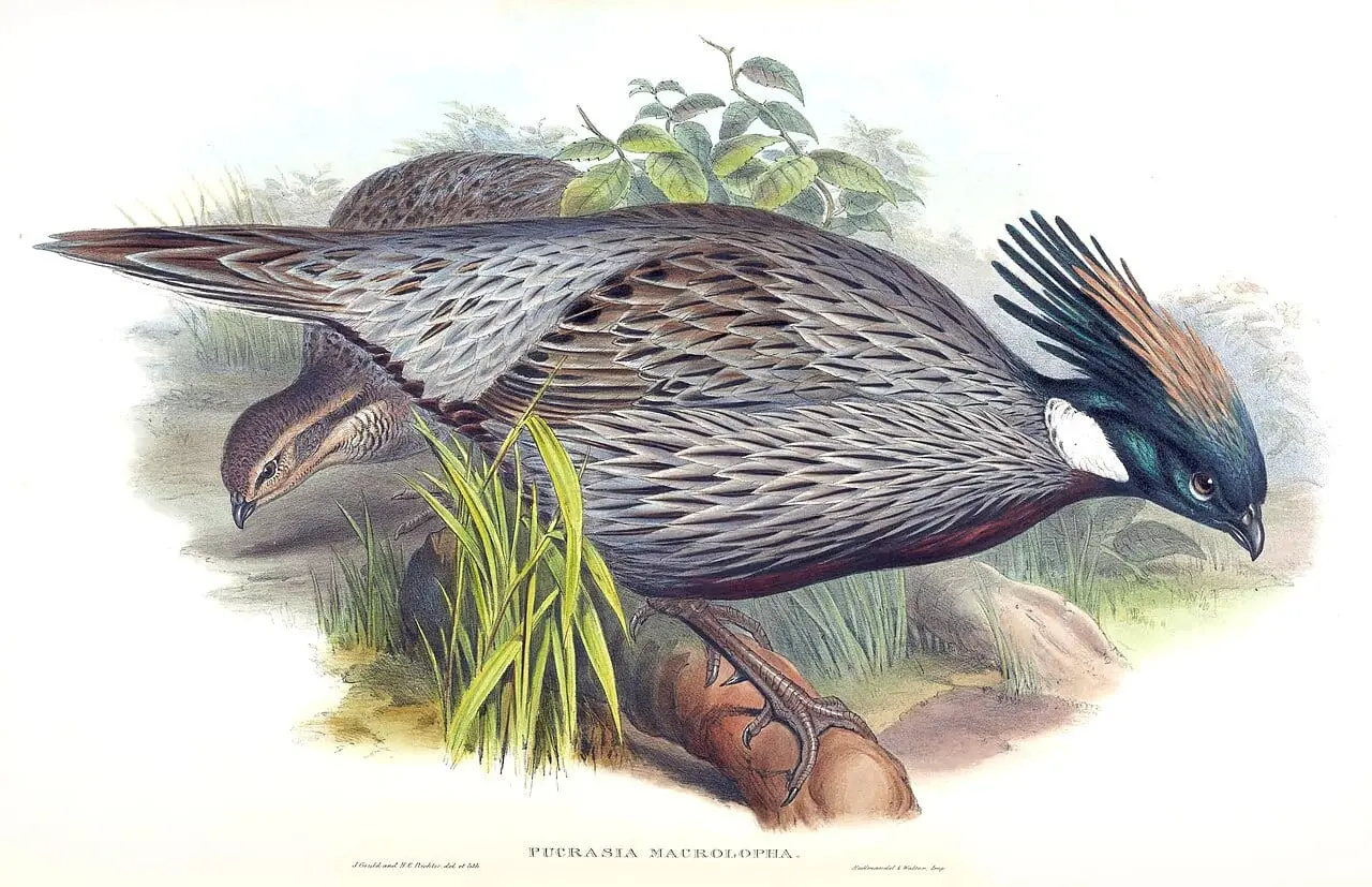 KoklassRichter by John Gould, canvas print
