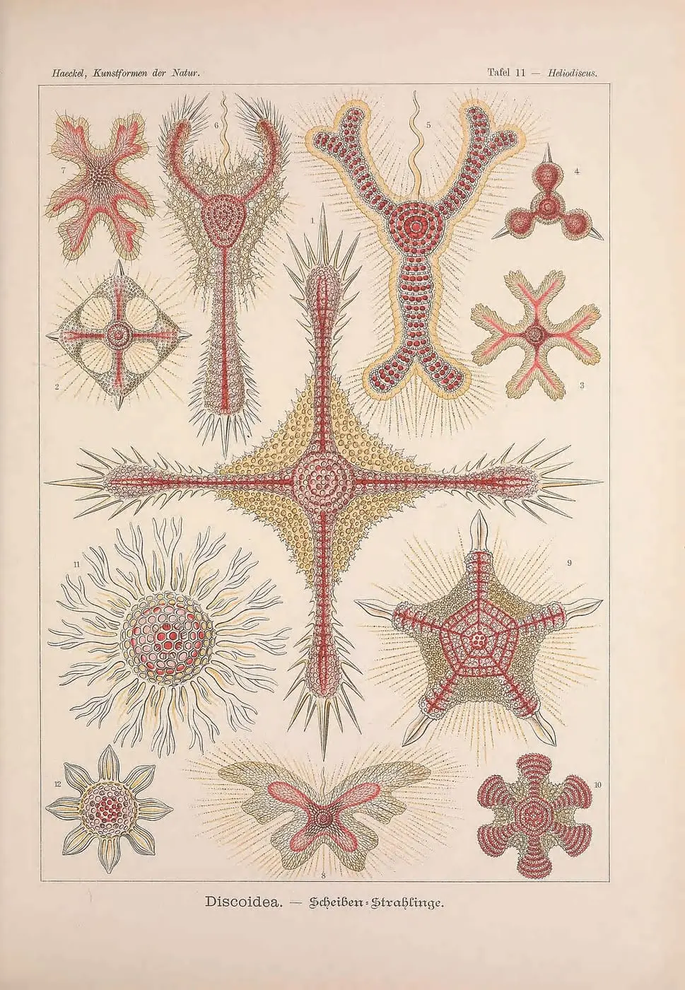 Kunstformen der Natur (Tafel 11) by Ernst Haeckel, canvas print