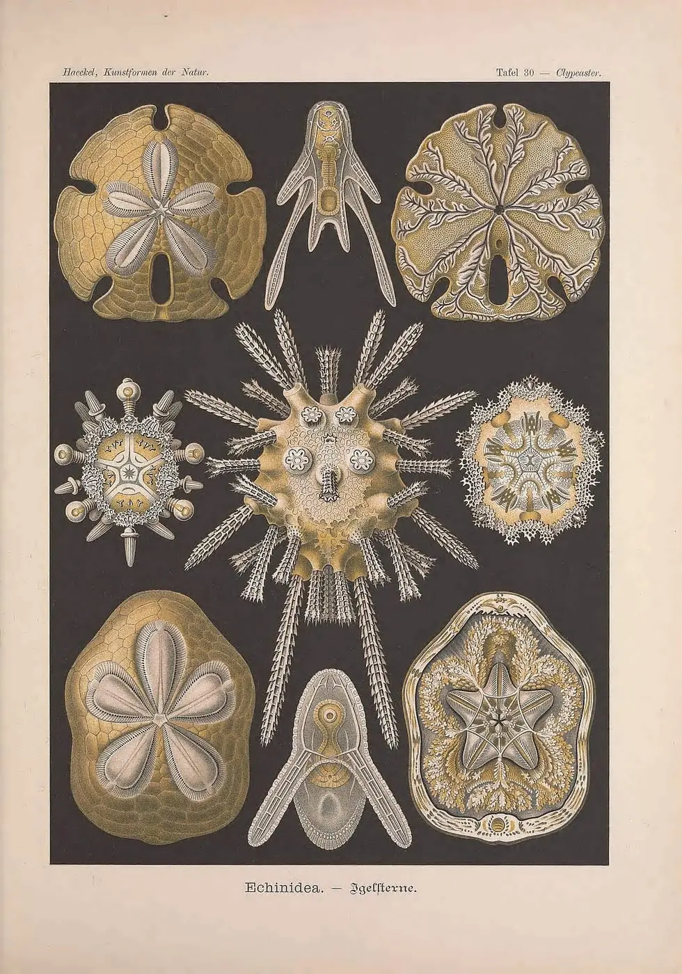 Kunstformen der Natur (Tafel 30) by Ernst Haeckel, canvas print