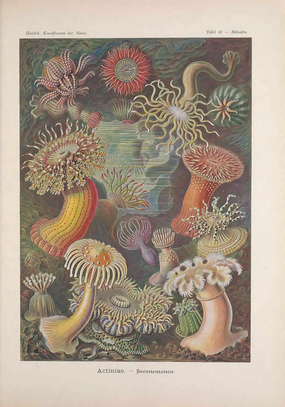 Kunstformen der Natur (Tafel 49) by Ernst Haeckel, canvas print