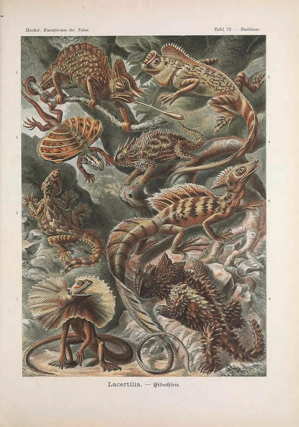 Kunstformen der Natur (Tafel 79) by Ernst Haeckel, canvas print